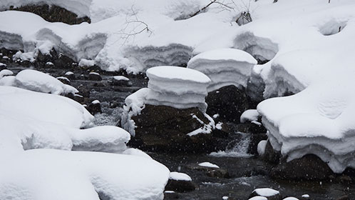 青荷川の大石に積る雪はまるで「川ガニ」