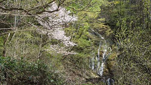 桜と竜ヶ滝