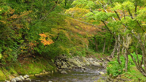 離れから見る青荷川上流の紅葉