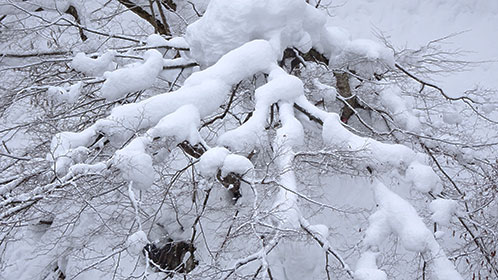 湿り気のある雪に押しつぶされる樹木
