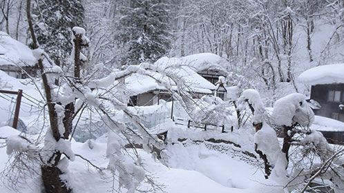 雪花咲く離れと樹木