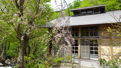 「健六の湯」前に咲く桜