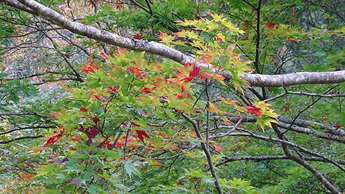 色付き始めた「カエデ」