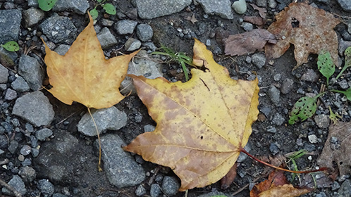 落ち葉