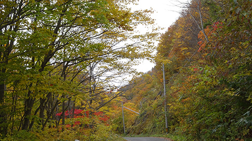 青荷の山道、紅葉真っ盛り