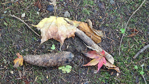 身を寄せ合う落ち葉たち・・・