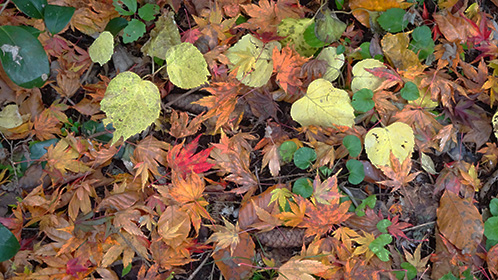 離れに敷き詰められた落ち葉。