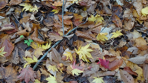 ジャリ道に敷き詰められた落ち葉達・・・